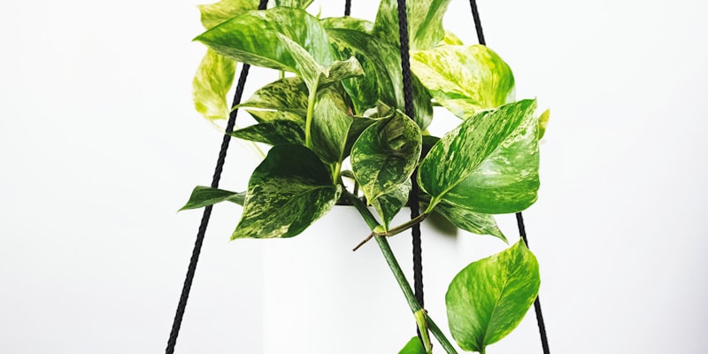 欧冠联赛巴塞罗那队庆祝进球瞬间